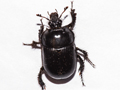 Typhaeus typhoeus